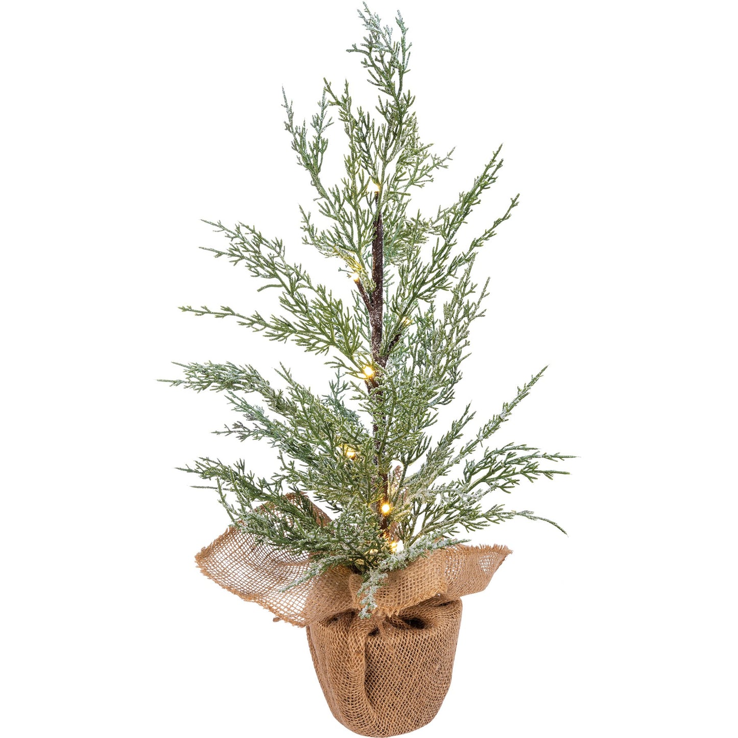 Potted Cedar Medium Tree